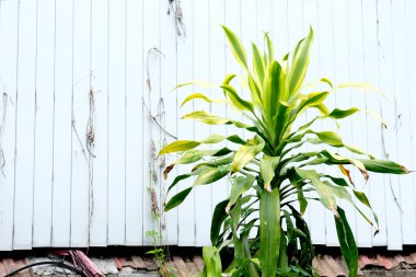 beyaz arkaplanda yeşil yapraklar.