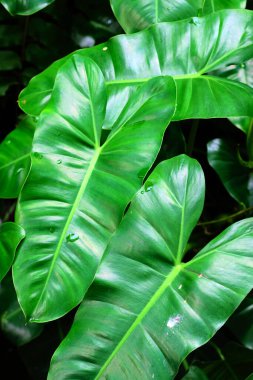 yeşil yaprak arkaplanı, kapat