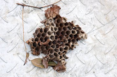 Arılarla dolu bir arı kovanına yakın.