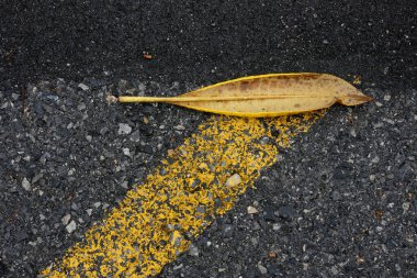 Asfalt üzerinde sarı yaprak