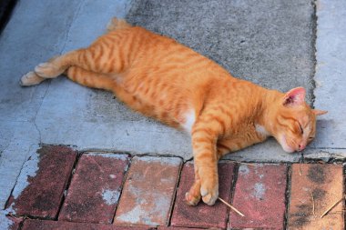 Turuncu kedi sokakta yatıyor.