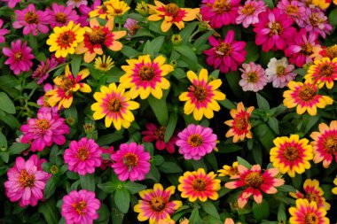 parlak renkli çiçek arkaplanı