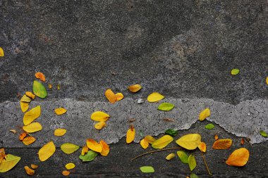 Sonbahar yaprakları yerde.