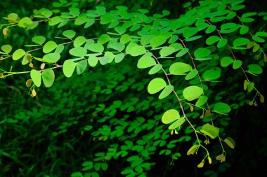 Ormanda yeşil yaprak