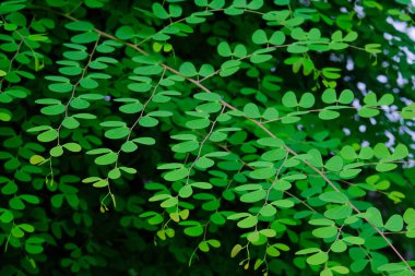 yeşil yapraklar, bitkiler ve yapraklar