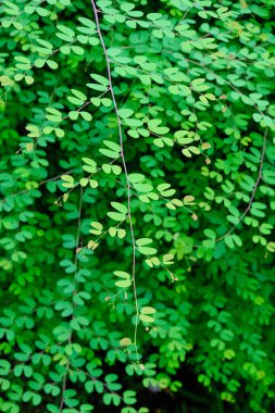 Bahçede yeşil yapraklar