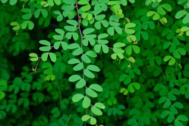 Yeşil yapraklı arkaplan