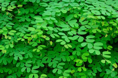 Yeşil yapraklı arkaplan