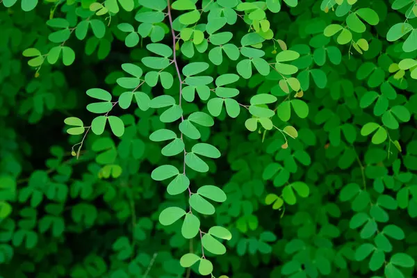 Yeşil yapraklı arkaplan