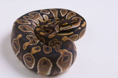 Katı beyaz arka planda bir çikolata topu pitonunun yakın plan portresi..