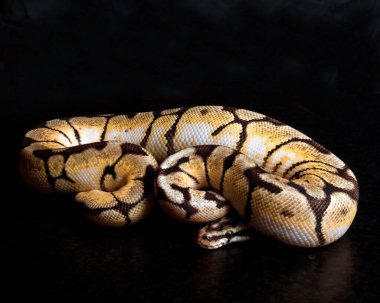 BumbleBee Ball Python siyah bir arka planda kameraya doğru kıvrılır..