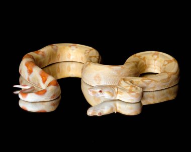 Soluk sarı albino kırmızı kuyruklu boa siyah bir arkaplanda uzanır..