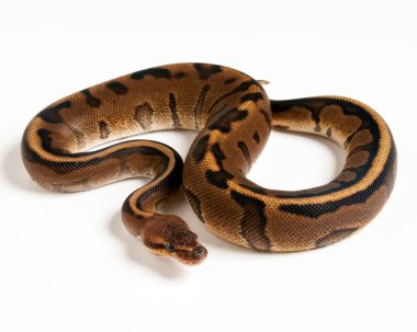 Genetik Çizgili Top Python beyaz arka planda kıvrılır ve yatar.