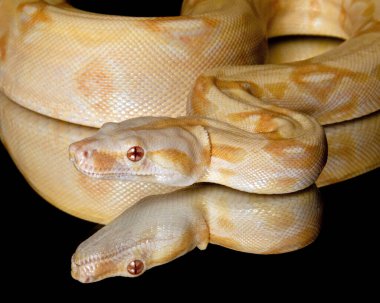 Siyah arkaplanda kırmızı kuyruklu bir albino boa 'nın yakın plan yansıması