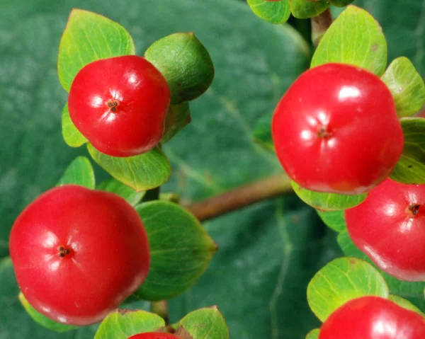 鮮やかで陽気な赤い果実の花束で色のポップを追加します 光沢のある赤い果実は小さな淡い緑の葉に囲まれており 背景を提供する大きな深い緑の葉と美しいコントラストを作り出します 光が反射して — ストック写真