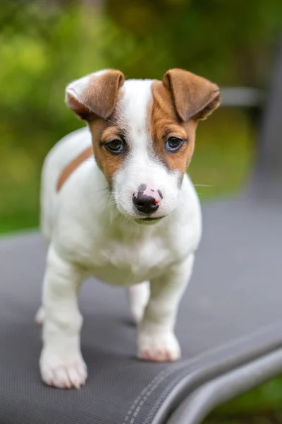 Welpe Jack Russell Terrier Garten Tiefenschärfe — Stockfoto