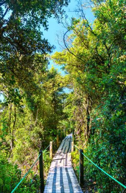 Orta Amerika, Kosta Rika 'daki Poas Volkan Ulusal Parkı' ndaki patika.