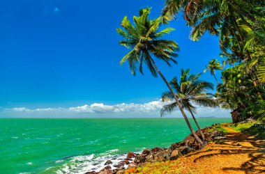 Saint Joseph Adası kıyıları boyunca palmiyeler, Güney Amerika 'da Fransız Guyanası' ndaki Kurtuluş Adalarından biri.
