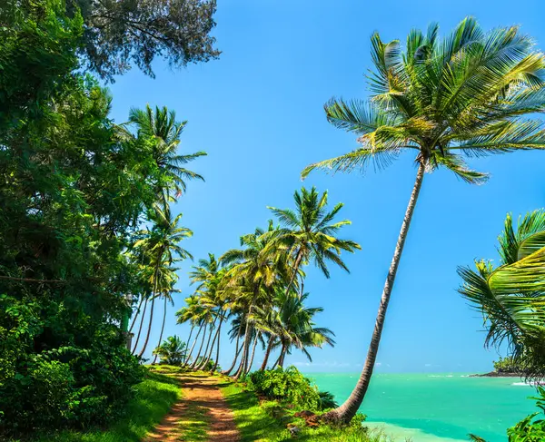 Güney Amerika 'nın Fransız Guyanası' ndaki Kurtuluş Adalarından biri olan Ile Royale kıyısı boyunca palmiyeler