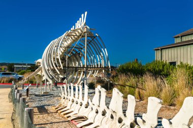 Mavi balina iskeleti Kaliforniya Üniversitesi, Santa Cruz, ABD Deniz Laboratuvarı 'nda sergileniyor.