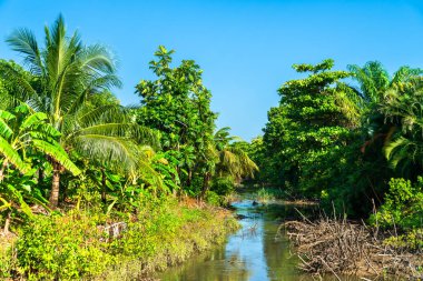 Tropical landscape with palm trees in Kourou, French Guiana, South America clipart