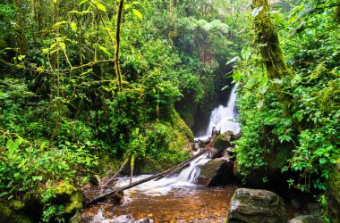 Kolombiya 'nın Cocora Vadisi' ndeki Quindio Nehri 'nde Şelale