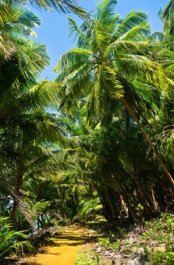 Güney Amerika 'da Fransız Guyanası' ndaki Kurtuluş Adaları 'ndan biri olan Saint Joseph Adası' nın kıyısında yürüyüş yolu.