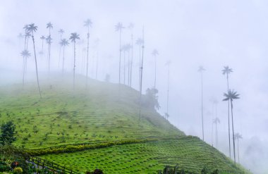 Hill with giant Quindio wax palms in Valle de Cocora, Quindio, Colombia clipart