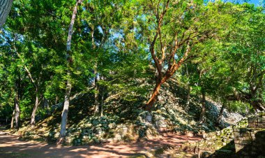 Maya Arkeolojik Alanı 'ndaki Tapınak 16' da. Honduras 'taki UNESCO dünya mirası