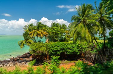 Saint Joseph Adası 'ndaki yemyeşil palmiye ağaçları, Güney Amerika, Fransız Guyanası' ndaki Kurtuluş Adaları 'nın bir kısmı.