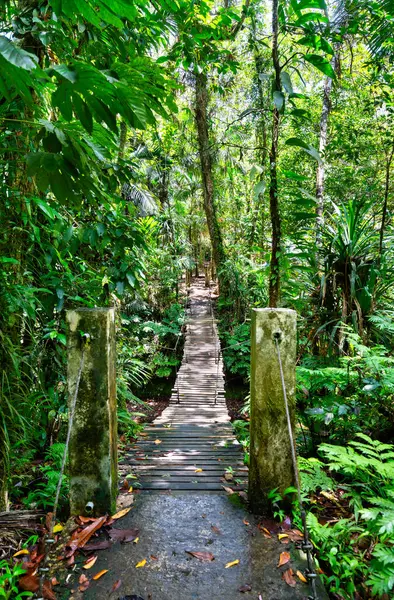 Palau 'daki Babeldaob Adası' ndaki Ngardmau Şelaleleri 'ne uzanan yemyeşil yol boyunca sık orman yapraklarıyla çevrili ahşap asma köprüyü daraltın.