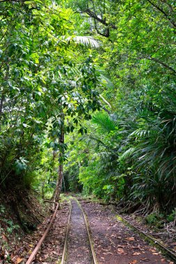 Ngardmau, Palau 'daki yemyeşil tropikal ormandan geçen terk edilmiş dar ölçülü demiryolu rayları. Bu izler bir zamanlar boksitin taşınmasını destekliyordu ve şimdi bitki örtüsüyle kaplanarak endüstriyel kalıntılar ve...