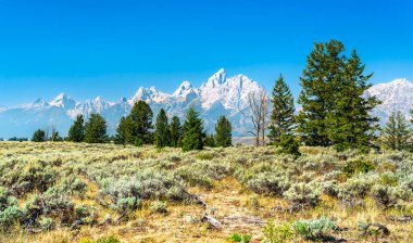 Birleşik Devletler 'in Wyoming eyaletindeki Grand Teton Ulusal Parkı' nda, bulutsuz ve canlı bir gökyüzünün altında sonsuz yeşil çam ağaçlarıyla kaplı, güneşten sırılsıklam olmuş bir sagebrush 'ın üstündeki Teton Sıradağları kulesinin karlı zirveleri.