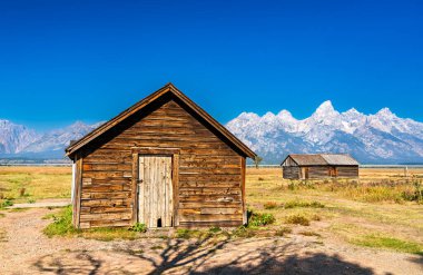 Grand Teton Ulusal Parkı 'nın Mormon Row Tarihi Bölgesi' nde, açık mavi gökyüzünün altında Teton Sıradağları 'nın dramatik bir şekilde yükseldiği çıplak bir ağacın yanında küçük bir ahşap kulübe duruyor..