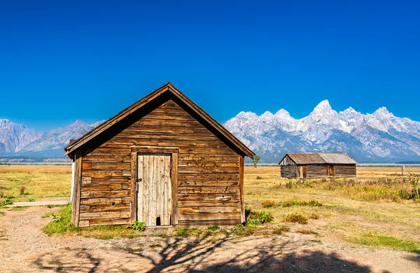 Grand Teton Ulusal Parkı 'nın Mormon Row Tarihi Bölgesi' nde, açık mavi gökyüzünün altında Teton Sıradağları 'nın dramatik bir şekilde yükseldiği çıplak bir ağacın yanında küçük bir ahşap kulübe duruyor..