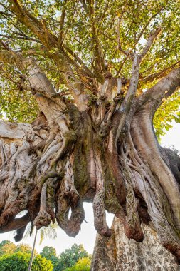 Meksika 'daki Banyan Ağacı