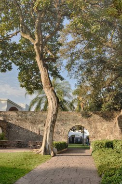 Kavşaktaki eğri ağaç.