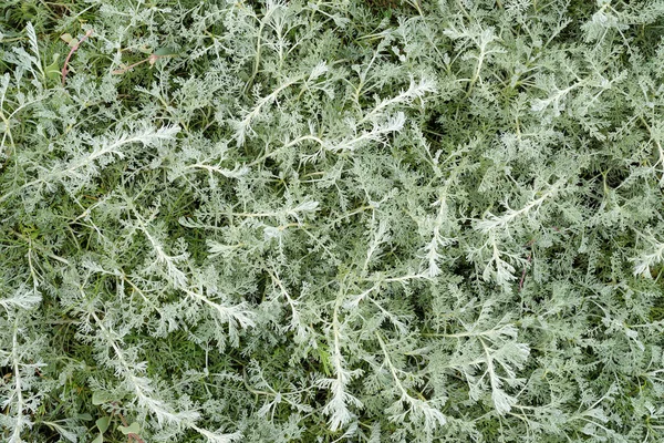 sea wormwood (Artemisia maritima),North Sea,Germany