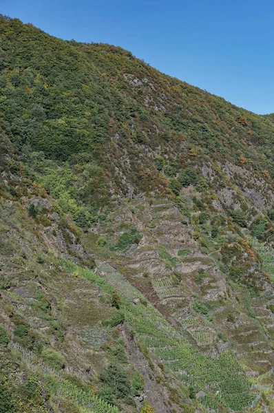 Calmont Viñedo Más Empinado Europa Río Mosel Valle Del Mosel —  Fotos de Stock