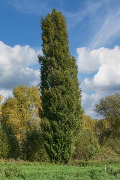 Black Poplar Lombardy Poplar Populus Nigra Italica Rhineland Germany — Stock Photo, Image