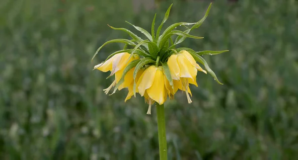 Imperial Crown (Fritillaria imperialis),Germany
