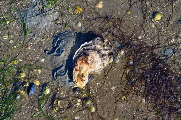 Oyster Shell Mexilhões Durante Maré Baixa Mar Norte Parque Nacional — Fotografia de Stock