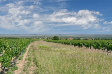 view to famous Wine Village of Moerbisch am See,Neusiedler See,Burgenland,Austria clipart