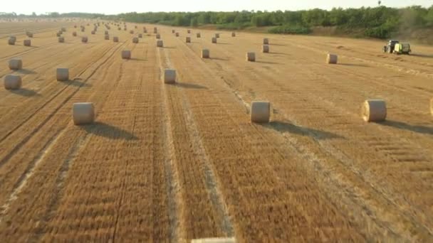 Powyżej Dolly Przejść Przodu Widok Pola Rolniczego Okrągłych Bel Słomy — Wideo stockowe