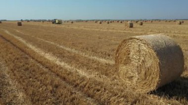 Hasattan sonra saman balyalarının üzerinde, arka plandaki traktör samanı çekiyor, kamışı yuvarlayan ve tarımsal alana tüküren makine..