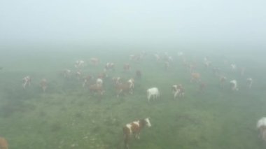 Dolly, kan stoğu ineklerinden oluşan ineklerin etrafında yörüngeye giriyor. Yerken, otlanırken, çayırda sis varken, sisli çayırda..