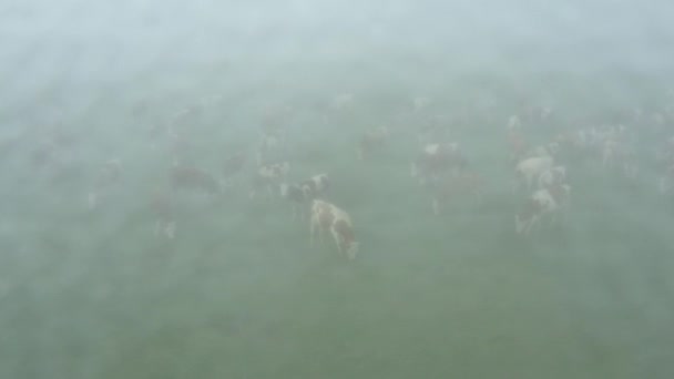 Por Encima Vista Muñeca Mueve Órbita Sobre Rebaño Vacas Sangre — Vídeos de Stock