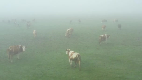 俯瞰上方 娃娃在人群中飞驰而过 成群的奶牛正在吃草 草地上有雾 草地上有雾 — 图库视频影像