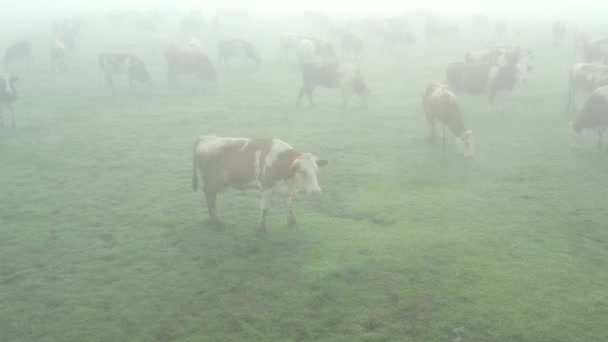 Por Encima Vista Sobre Multitud Rebaño Vacas Sangre Están Comiendo — Vídeos de Stock