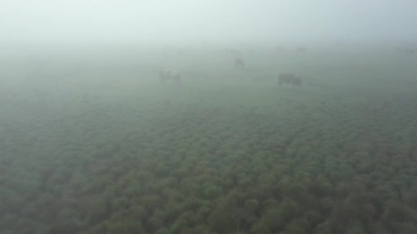 Acima Vista Dolly Mover Sobrevoar Multidão Rebanho Vacas Sangue Como — Vídeo de Stock